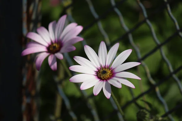 Vackra Rosa Blommor Trädgården Blommigt Koncept Bakgrund — Stockfoto