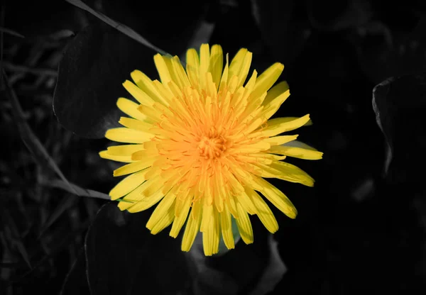 Gyönyörű Sárga Virág Kertben Virágos Koncepció Háttér — Stock Fotó