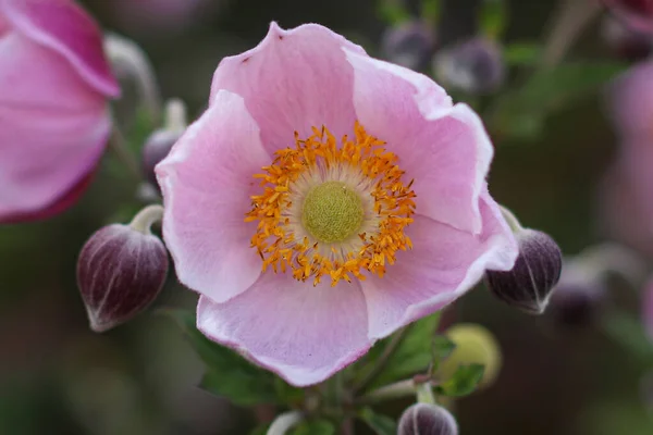 花园中美丽的粉红花朵 花卉概念背景 — 图库照片