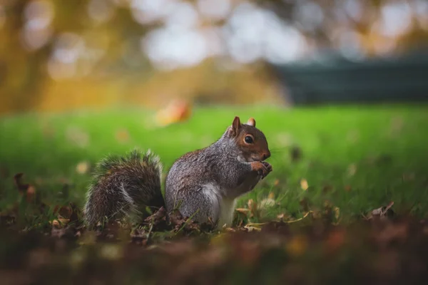 Photo Squirrels Tree Park England Background Backdrop Wallpaper Photography — Stock Photo, Image