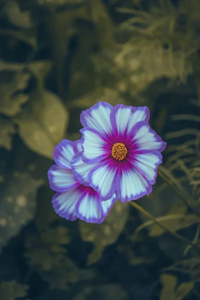 Bahçedeki Güzel Pembe Çiçek Çiçek Konsepti — Stok fotoğraf