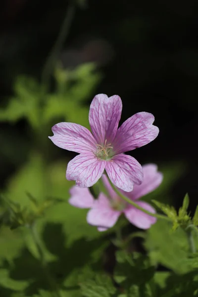 Красива Рожева Квітка Саду Квітковий Концепт Фон — стокове фото