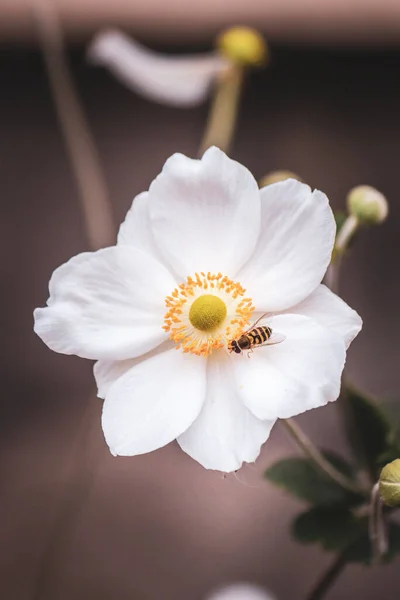Vacker Vit Blomma Trädgården Blommigt Koncept Bakgrund — Stockfoto