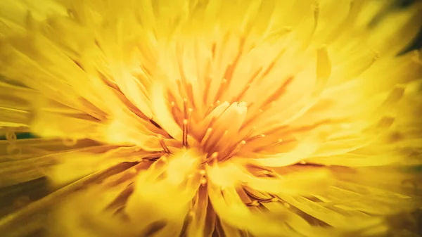 Bahçedeki Güzel Sarı Çiçek Çiçek Konsepti Telifsiz Stok Imajlar
