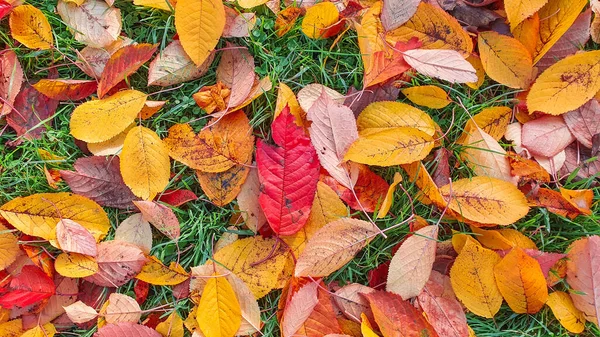 Photo Leaves Floor England Background Backdrop Wallpaper Photography Royalty Free Stock Images
