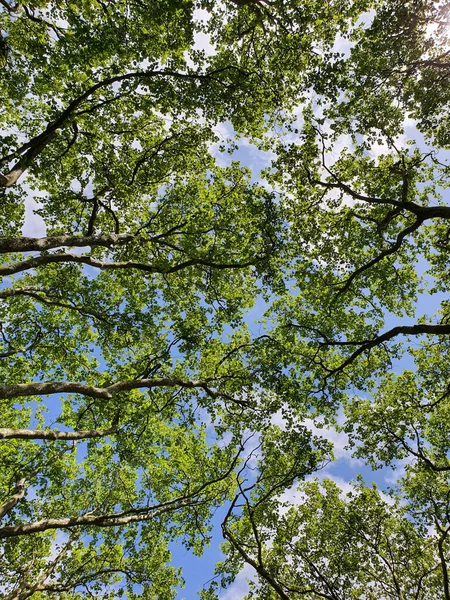 イギリスの公園内の木の写真 壁紙写真 ストックフォト