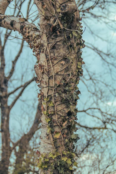 Ngiltere Ngiltere Bir Parkta Çekilmiş Bir Ağaç Fotoğrafı Arkaplan Arkaplan - Stok İmaj