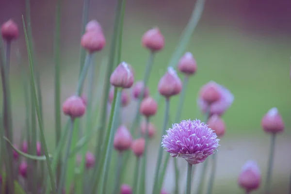 庭の美しいピンクの花 花のコンセプトの背景 ロイヤリティフリーのストック写真