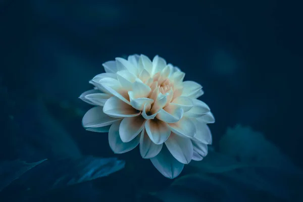 庭の美しい白い花 花のコンセプトの背景 ロイヤリティフリーのストック写真