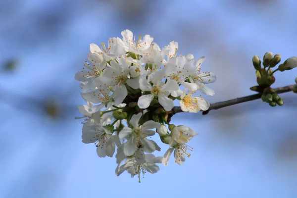 Ağaçta Güzel Beyaz Çiçekler Çiçek Konsepti Stok Fotoğraf