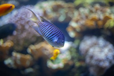 Mercanların arka planında denizin mavi sularında parlak, güzel okyanus balıkları.