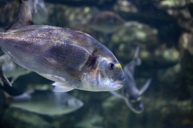 Mercanların arka planında denizin mavi sularında parlak, güzel okyanus balıkları.