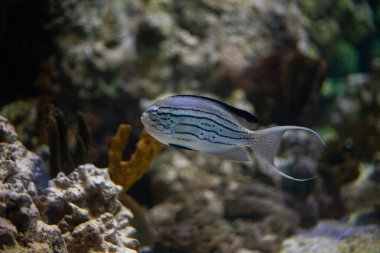 Mercanların arka planında denizin mavi sularında parlak, güzel okyanus balıkları.