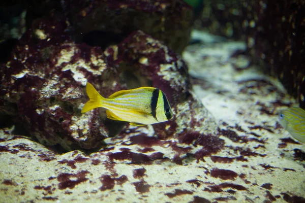 Bright Beautiful Ocean Fish Blue Water Sea Fundo Coral — Fotografia de Stock
