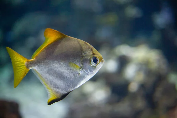 Jasné Krásné Mořské Ryby Modré Vodě Moře Pozadí Korálů — Stock fotografie