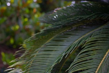 Yeşil arkaplanda güzel bir çiçek