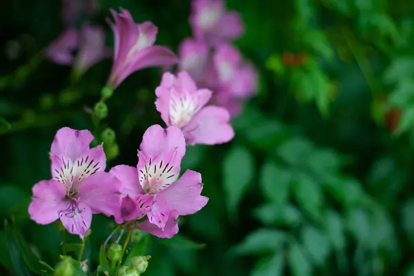 Stock image Beautiful flower on green blur background