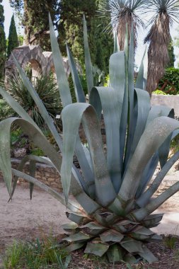Güzel, büyük, dikenli yeşil kaktüs, doğada sıcak yaz havasında.
