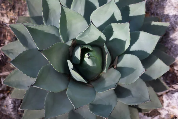 Beau Gros Cactus Vert Épineux Par Temps Chaud Été Dans — Photo