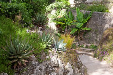 Güzel, büyük, dikenli yeşil kaktüs, doğada sıcak yaz havasında.