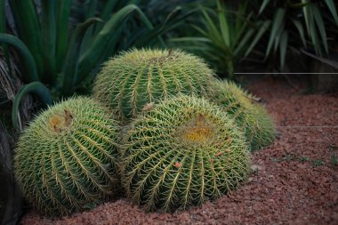 Güzel, büyük, dikenli yeşil kaktüs, doğada sıcak yaz havasında.