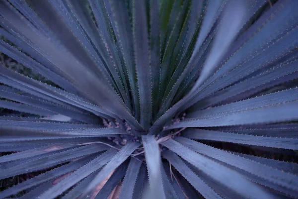 Mooie Grote Stekelige Groene Cactus Bij Warm Zomerweer Natuur — Stockfoto