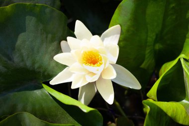 Doğa ve güneş ışığının arka planında parlak, güzel bahar orkidesi