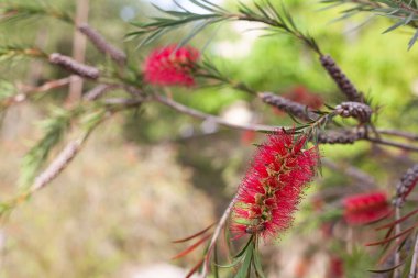 Güzel, parlak bahar çiçekleri beyaz güneşin ve yeşil doğanın arka planına karşı