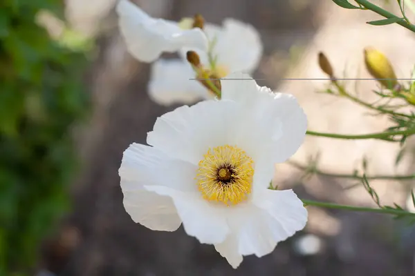 Piękne Wiosenne Kwiaty Tle Białego Słońca Zielonej Przyrody — Zdjęcie stockowe