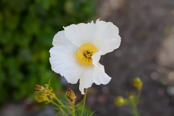 Красиві Яскраві Весняні Квіти Тлі Білого Сонця Зеленої Природи — стокове фото