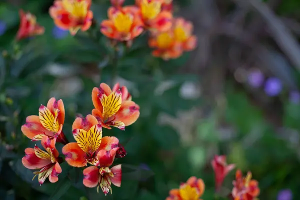 Lindas Flores Primavera Brilhantes Contra Pano Fundo Sol Branco Natureza — Fotografia de Stock