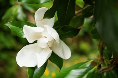 Güzel, parlak bahar çiçekleri beyaz güneşin ve yeşil doğanın arka planına karşı