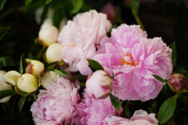 Güzel, parlak bahar çiçekleri beyaz güneşin ve yeşil doğanın arka planına karşı