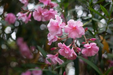 Güzel, parlak bahar çiçekleri beyaz güneşin ve yeşil doğanın arka planına karşı