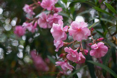 Güzel, parlak bahar çiçekleri beyaz güneşin ve yeşil doğanın arka planına karşı