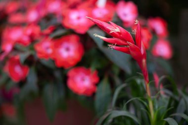 Güzel, parlak bahar çiçekleri beyaz güneşin ve yeşil doğanın arka planına karşı