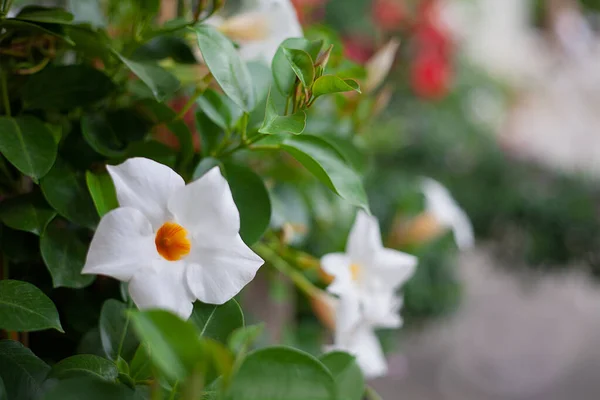 Gyönyörű Fényes Tavaszi Virágok Hátterében Fehér Nap Zöld Természet — Stock Fotó