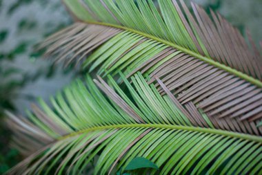 Güzel yaz bahçesi ya da gün ışığında bitkilerle dolu bir park.
