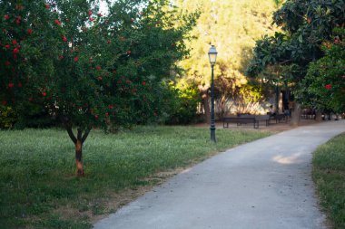Güzel yaz bahçesi ya da gün ışığında bitkilerle dolu bir park.