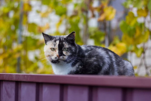Bela Multi Colorido Gato Senta Uma Cerca Close — Fotografia de Stock