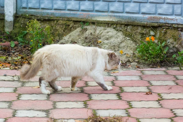 Fat Cat Walking Sidewalk Close — Stock Photo, Image