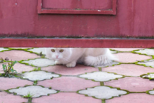 Cat Hiding Fence Close — Stock Photo, Image