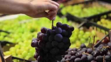Female hands choose grapes in a supermarket close-up.