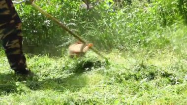 Bir adam çim biçme makinesiyle çim biçiyor..