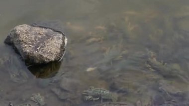 Kirlenmiş bir nehirde ölü balık ve kerevit. Ekolojik felaket.