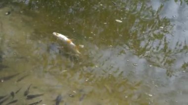 Kirlenmiş bir nehirde ölü balık ve kerevit. Ekolojik felaket.