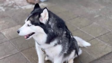 Farklı göz renklerine sahip güçlü bir köpek..
