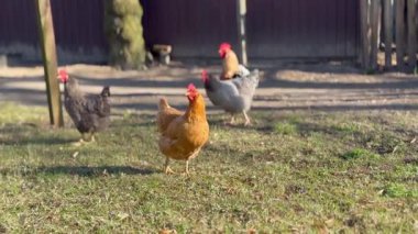 Tavuklar kırsalda, avluda yakın mesafede..