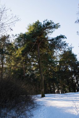 Beautiful winter landscape. Snow and pine trees on the river bank in sunny weather