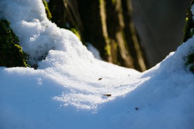 Snowy background, snow close-up between tree branches